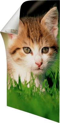 3M Command Affischstrips 12-pack