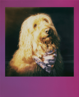 Polaroid Originals Color Go Film 16-Pack Gradient